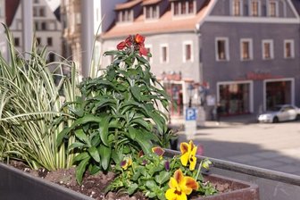 Zwickau blüht schon etwas auf -