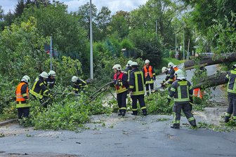 Zwickau: Feuerwehrleute beseitigen umgestürzte Linde - Eine umgestürzte Linde hat den Verkehr auf der Niederhohndorfer Straße in Zwickau behindert.