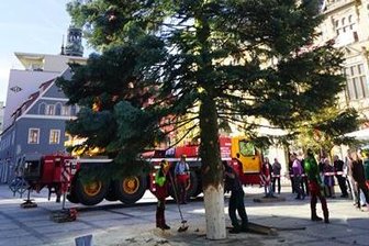 Zwickau hat seinen Weihnachtsbaum 2016 -