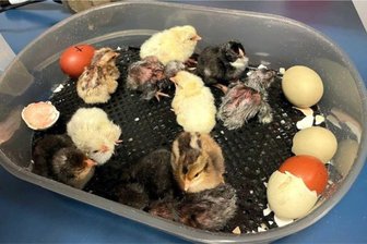 Zwickau: In den „Forscher-Ferien“ schlüpfen zwölf Küken - Nach und nach sind die Küken während der Forscher-Aktion geschlüpft. Am Ende waren es zwölf.