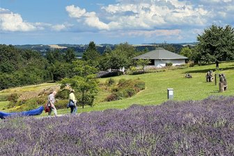 Zwickau: Lavendel ist beliebtes Fotomotiv - Der Tast-, Duft- und Erlebnisgarten umfasst eine Gesamtfläche von 40.000 Quadratmetern.