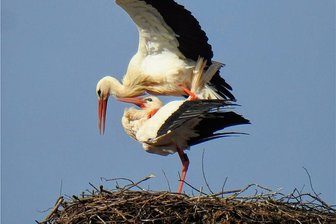Zwickau: Moseler Storchenpaar eingetroffen - Turteln in luftiger Höhe: Das Storchenpaar ist auf den Schornstein des ehemaligen Textilwerkes in Mosel angekommen.