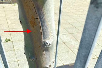 Zwickau: Platane wegen Pilzbefalls entfernt - Der Baumstamm war bereits vom Pilz durchzogen.
