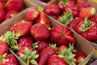 Zwickau: Polizei ertappt Erdbeerdieb auf frischer Tat - Auf frische Erdbeeren war ein Dieb in Zwickau aus.