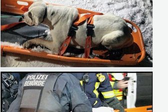 Zwickau: Schicksal der fast erfrorenen Hündin ist ungewiss - Die elfjährige Bulldog-Hündin ist vor einigen Tagen von der Feuerwehr aus einer Notlage gerettet worden. 