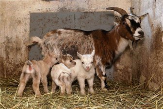 Zwickau setzt auf Gene der Glauchau-Ziegen - Auf so einen Moment wird nun im Tiergehege am Schwanenteichpark in Zwickau gehofft.