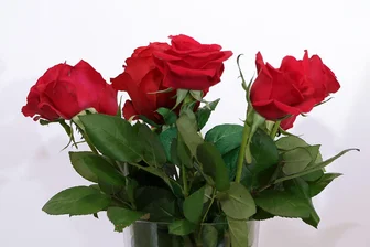 Zwickau: Valentinstag kann auf der Eisbahn gefeiert werden - Rosen gehören zum Valentinstag. Feiern kann man den aber auch auf der Zwickauer Eisbahn.