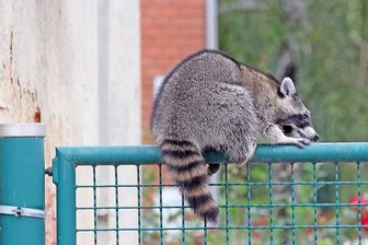 Zwickau: Waschbär greift Hund an - Dieser Waschbär hatte am Dienstag in Zwickau für Aufregung gesorgt.
