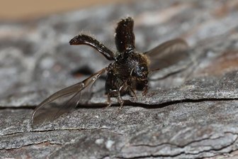 Zwickau: Wieso Pilzsammler und Spaziergänger jetzt im Wald aufpassen müssen - Ein Borkenkäfer kurz vorm Ausfliegen.