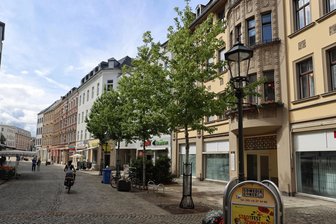 Zwickauer Bäume in der Trockenheit: „Es ist wünschenswert, dass jeder mithilft“ - Unter anderem mit Amberbäumen versucht die Stadt, Arten anzupflanzen, die besser mit dem sich verändernden Klima zurechtkommen.