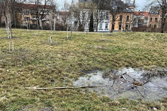 Zwickauer Bahnhofsvorstadt: Entwarnung zu angeblichen Baumfrevel - Die Grünanlage am Bachweg: Die eingegangenen Birken werden gerodet, Neupflanzungen sind geplant.