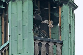Zwickauer Feuerwehr rettet verirrten Turmfalken von Gewandhaus-Dach - Ein Turmfalke hat sich am Freitagnachmittag im Drahtzaun der Kuppel des Gewandhauses verfangen.