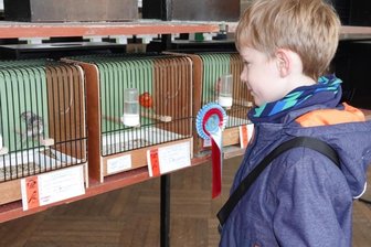 Zwickauer gewinnt Sachsentitel - Karl Aurich gehört zu den jüngsten Besuchern der Ausstellung in der Muldentalhalle. Er bestaunte vor allem die Farbenvielfalt der gezeigten Vögel. 