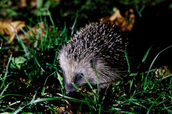 Zwickauer Igel-Expertin rät wegen Frost zum Zufüttern - Igel, hier ein Jungtier, haben es derzeit bei der Nahrungssuche besonders schwer.