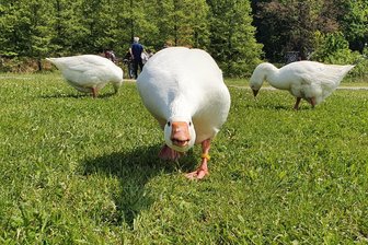 Zwickauer lässt Gänse frei durch die Stadt laufen: Tierquälerei oder völlig legal? - Mehrere Gänse watscheln unbehelligt in der Nähe der Paradiesbrücke herum. Es sind jedoch keine wilden Tiere, sondern Hausgänse. Ist das ein Problem?