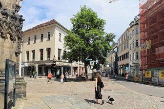 Zwickauer Marienplatz: 60 Jahre alter Bergahorn hat Chancen, Umgestaltung des Platzes zu überstehen - Der Bergahorn am Marienplatz hat auch nach der Umgestaltung des Areals eines Chance auf Erhalt.