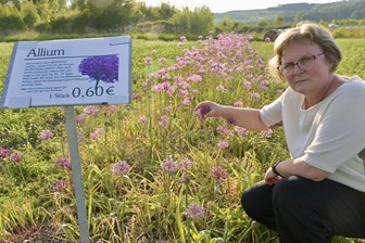 Zwickauer Selbstpflück-Felder verleiten zu Unehrlichkeit – Betreiberfamilie Funck macht Verluste - Claudia Funck vor ihrem Allium-Feld in Hirschfeld.
