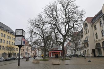 Zwickauer Stadtrat möchte private Baumfällung erleichtern - Die Bäume in der Zwickauer Innenstadt sollen auch weiter der Gehölzschutzsatzung unterliegen.