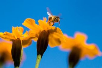 Zwickauer Stadtrat stimmt für Gartenschau-Bewerbung -