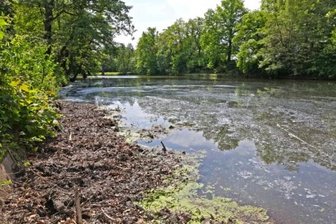 Zwickauer Stadtrat will müffelnden Teich zuschütten -