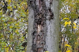 Zwickauer Stadtwald: Vier Dinge, an denen man sieht, wie die Bäume leiden - An Waldrändern oder an lichten Stellen können sich Bäume einen Sonnenbrand holen. Vor allem Buchen sind gefährdet. Ist die Rinde erst einmal aufgebrochen, leidet bald der gesamte Baum.