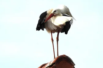 Zwickauer Storch unter Verdacht: Handelt es sich um Fernsehstar „Paulchen“ aus Brandenburg? - Der sächsische Quartiergast ist eigentlich in Brandenburg zu Hause: „Paulchen“ auf einem Hausdach im Zwickauer Ortsteil Schneppendorf.