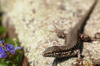 Zwickauer Vogelsiedlung wird neue Heimat für Zauneidechsen - Zauneidechsen sollen einen neuen Rückzugsort in Eckersbach erhalten.