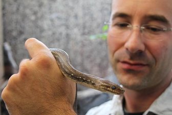 Zwischen falschen Bomben und Tieren in Not - Der Biologe Thomas Lübcke hält im Senckenberg Museum für Naturkunde in Görlitz (Sachsen) eine Regenbogen-Boa in der Hand. Eine Streife der Bundespolizei hat auf einer Zufahrtsstraße zum ehemaligen Grenzübergang Ludwigsdorf bei Görlitz eine gut einen Meter lange Schlange entdeckt.