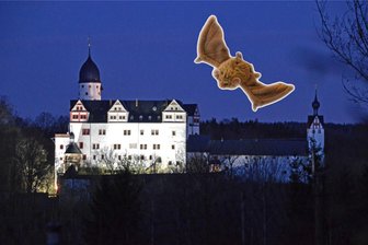 Zwischen Rochlitz und Penig gibt es Halloween-Partys, Magie und Rock - Wer findet die verborgene Fledermaus auf der Rochsburg? Kinder können sich am 31. Oktober zur Geisterführung auf die Spur des Tierchens begeben. Schloss Rochsburg und Schloss Rochlitz locken noch mit weiteren Terminen im Oktober und November.